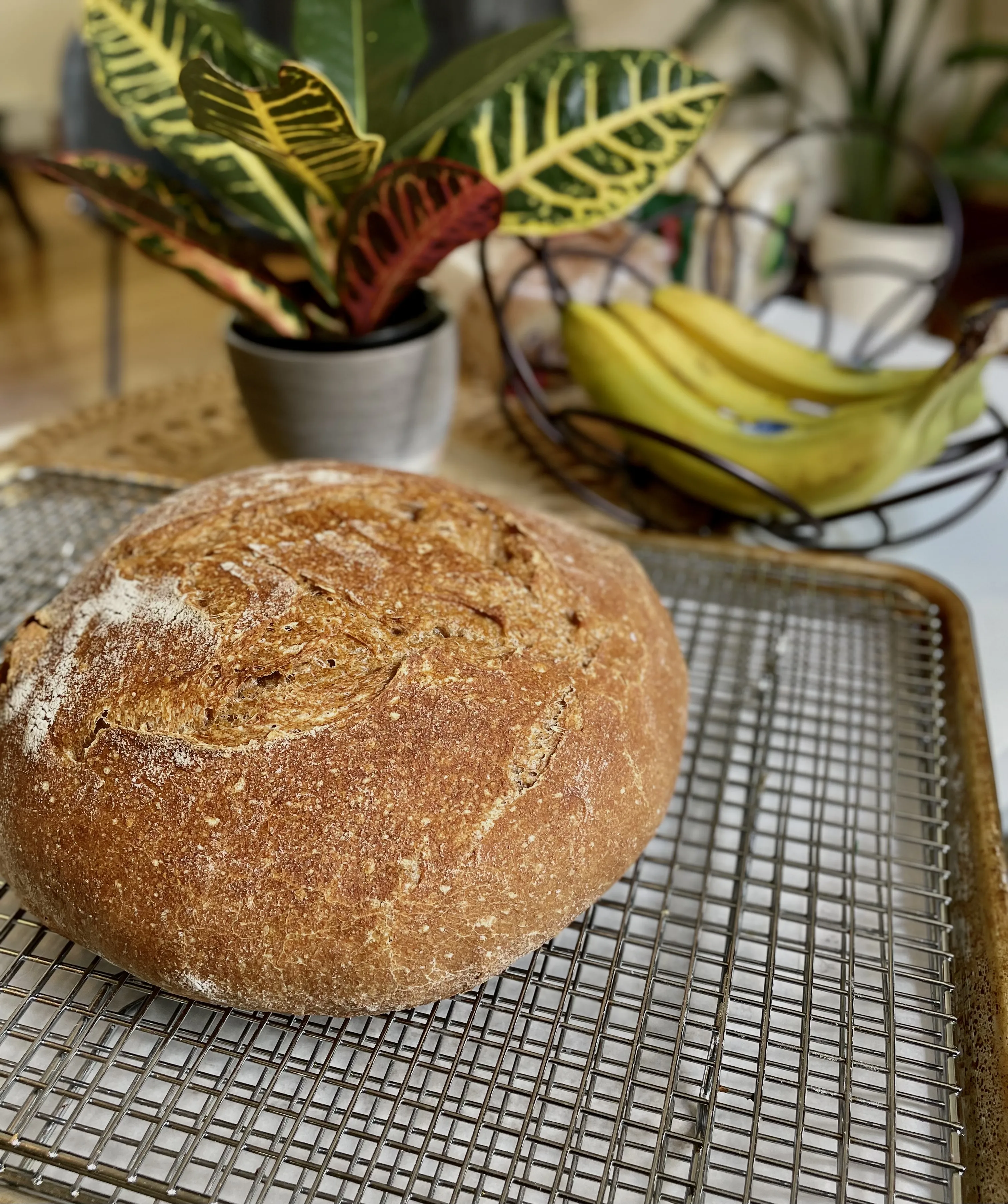 Wholewheat Sourdough